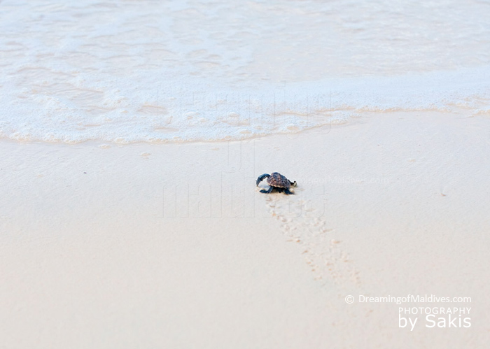 bebe-tortue-maldives.jpg