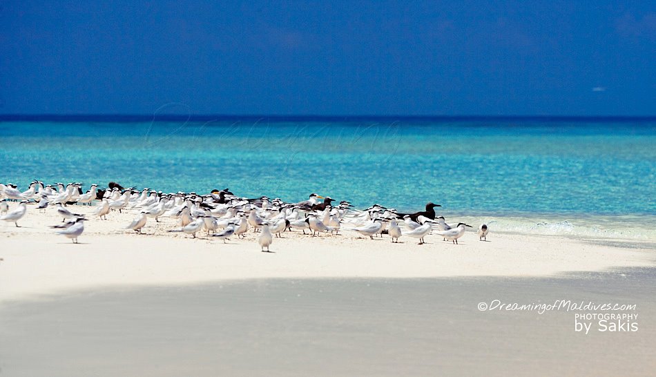 banc de sable maldives