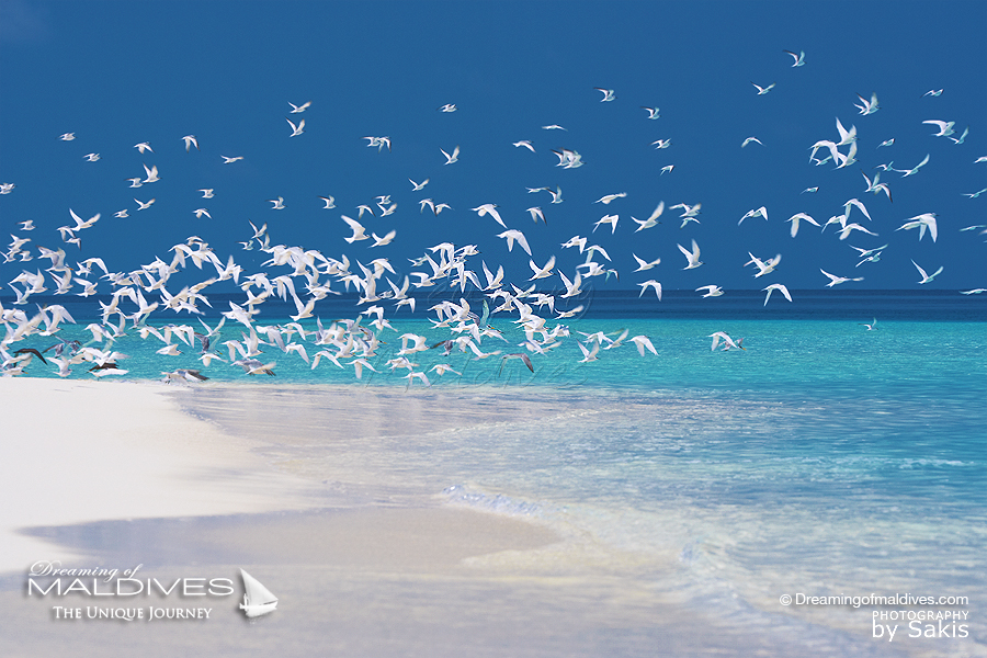 bancs de sable maldives en photos