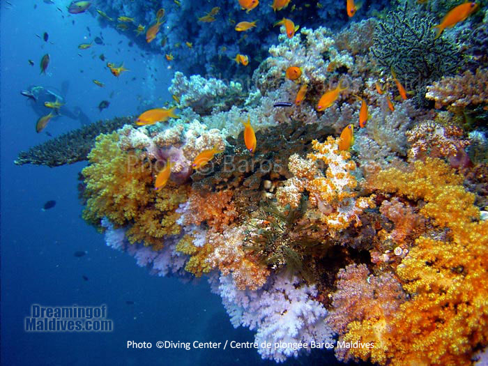 Coraux multicolores de l'Atoll Nord de Male