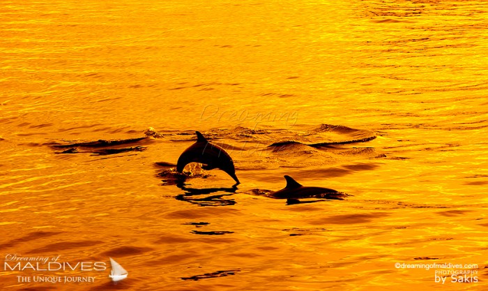 dauphins Coucher de Soleil aux Maldives