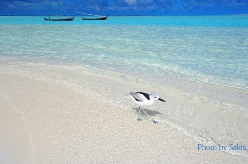 Petit heron des Maldives | Rihiveli