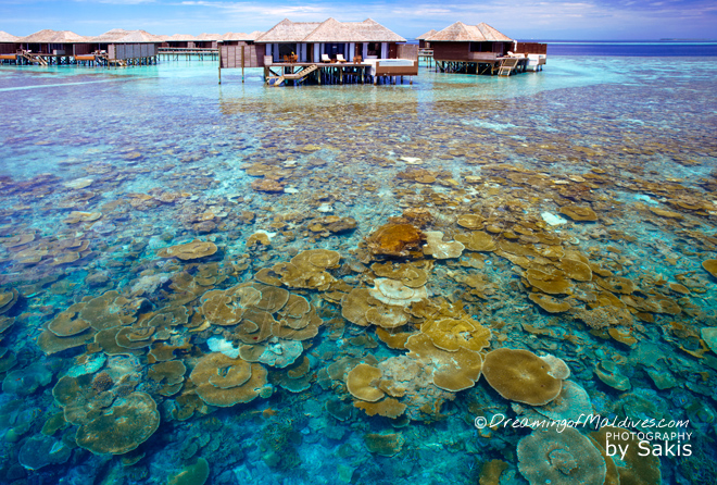 Lily Beach Maldives meilleure villa sur pilotis maldives