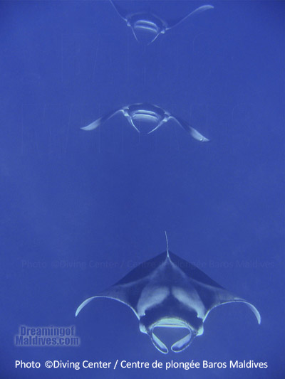 Les Mantas laisseront toujours les plongeurs sans voix, qu'ils soient debutants ou habitues