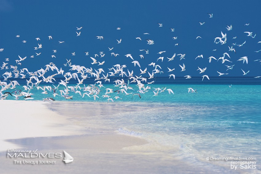 Une Plage Paradisiaque aux Iles Maldives