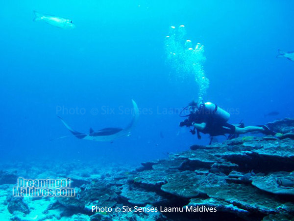 Plonger avec les Mantas au Six Senses Laamu - Atoll de Laamu