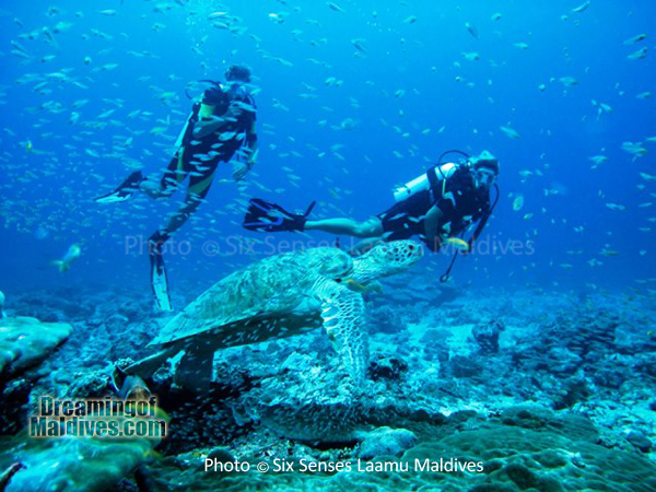 Tortue. Plongée au Six Senses Laamu – Atoll de Laamu