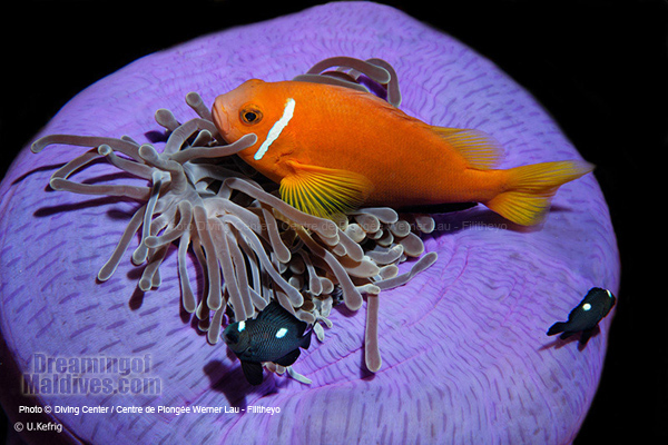 Le désormais très célèbre Nemo ou plus exactement un Poisson Clown | Plongée Filitheyo