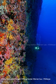 Murs de Coraux | Plongée Filitheyo