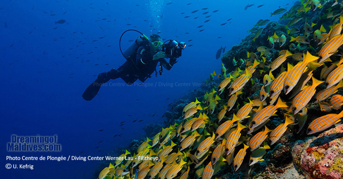 Plongée Filitheyo Maldives