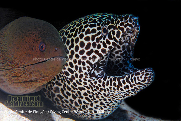 Couple de Murènes | Plongée Filitheyo