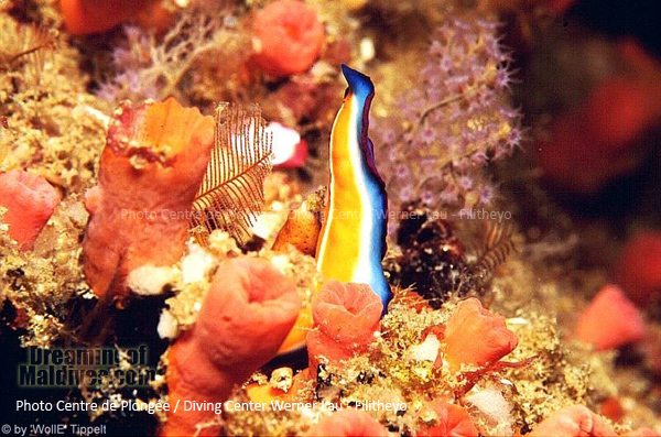 Poisson Nudibranche | Plongée Filitheyo Maldives
