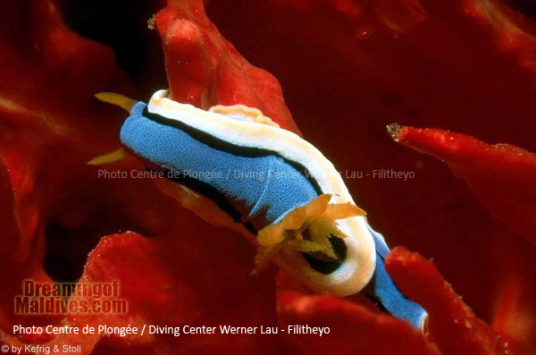 Nudibranche | Plongée Filitheyo Maldives