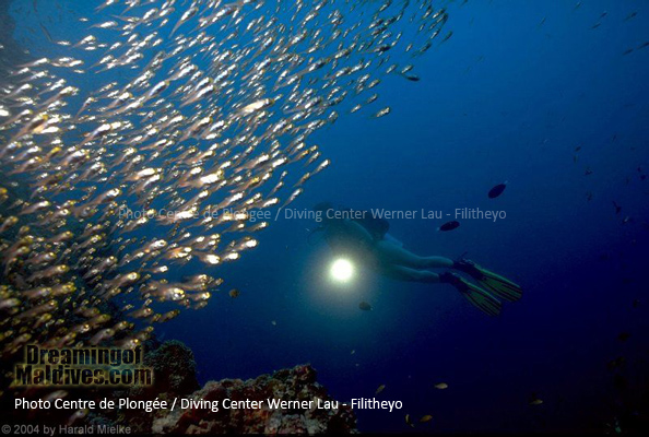 Rencontre magique ...plongée Filitheyo