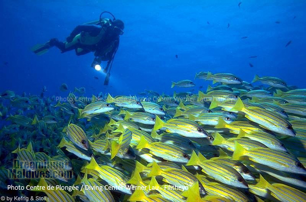 L'Atoll de Faafu foisonne de Bancs de Poissons | Plongée Filitheyo