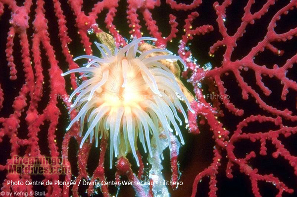 Anémone. Plongée Filitheyo