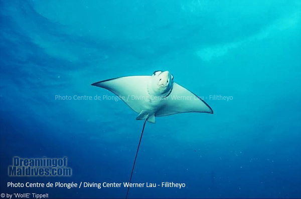 Raie Aigle | Plongée Filitheyo