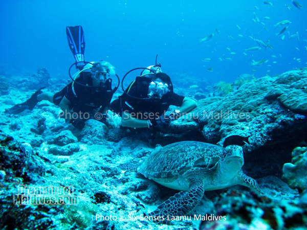 Plongée avec les Tortues. - Six Senses Laamu – Atoll de Laamu