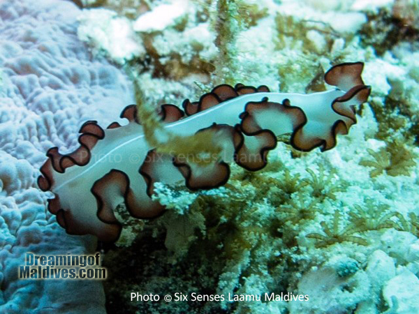 Nudibranche - Plongée au Six Senses Laamu – Atoll de Laamu