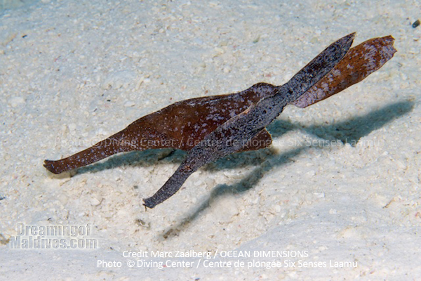 Une espèce rare, le Poisson Fantôme - Plongée au Six Senses Laamu – Atoll de Laamu