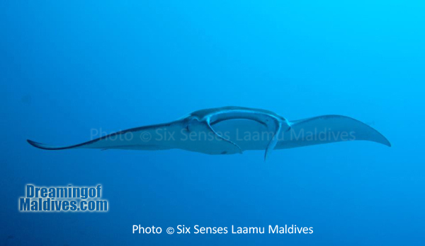 Manta - Plongée au Six Senses Laamu – Atoll de Laamu