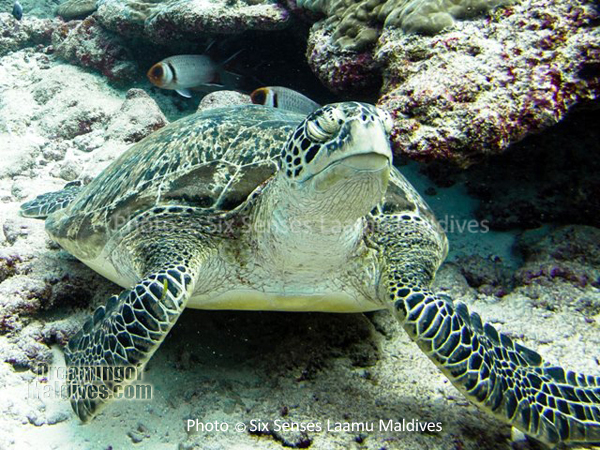 Tortue - Plongée au Six Senses Laamu – Atoll de Laamu