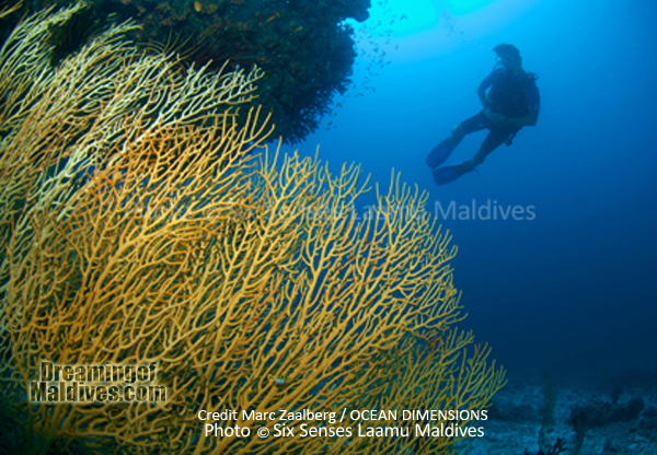 Magnifique formation de corail - Plongée au Six Senses Laamu – Atoll de Laamu