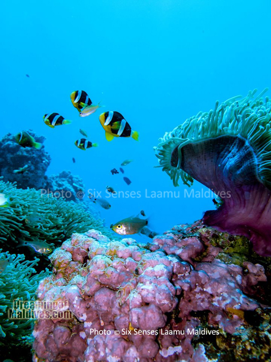 Poissons Clowns et Anemones - Plongée au Six Senses Laamu – Atoll de Laamu
