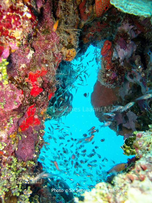 Poissons de Verre dans une superbe cavite corallienne - Six Senses Laamu
