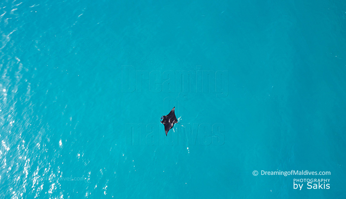Une raie Manta nageant dans un lagon des Maldives. Vue du Ciel