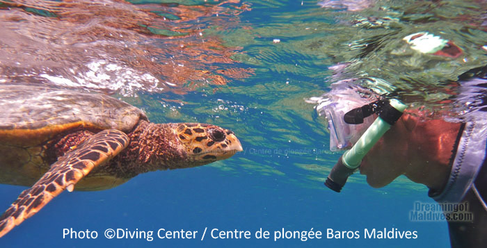 Fascinante rencontre avec une tortue sur les recifs de Baros Maldives