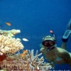diving in maldives