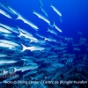 barracudas in maldives