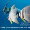 diving-north-male-atoll-maldives-platax