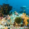 diving-north-male-atoll-maldives