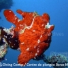 frog-fish-maldives-dive