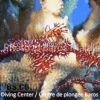 ghost-pipefish-maldives