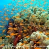 maldives fishes