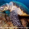 turtle-maldives-diving