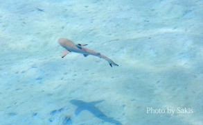 Baby Blacktip Reef Shark in the Maldives