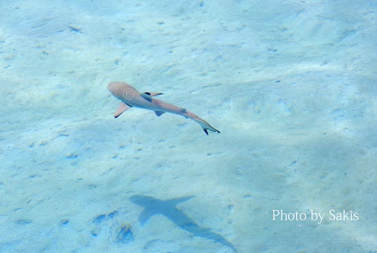 baby black tip reef shark