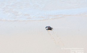 Photo of The Day : Precious Little Baby Turtle…Another Maldives Marine Wonder