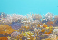 Name your very own Coral at Huvafen Fushi!