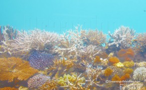 Name your very own Coral at Huvafen Fushi!