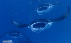 Diving and Snorkeling at Reethi Beach Resort, Baa Atoll. Interview with Robert, Dive Center Manager