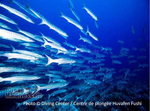 diving-north-male-atoll-maldives-barracudas Group of Barracudas. Maldives - North Male Atoll