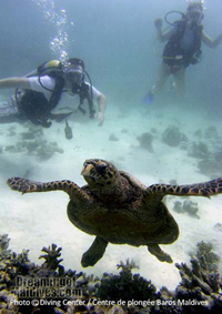 diving-north-male-atoll-maldives-initiation Diving initiation in shallow waters with a turtles. Maldives