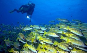 Diving and Snorkeling at Zitahli Kuda-Funafaru, Noonu Atoll. Interview with Alike, Dive Center Manager