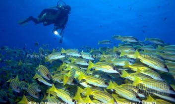 Diving and Snorkeling at Zitahli Kuda-Funafaru, Noonu Atoll. Interview with Alike, Dive Center Manager