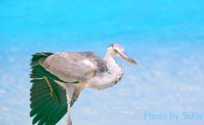 Grey Heron in Maldives